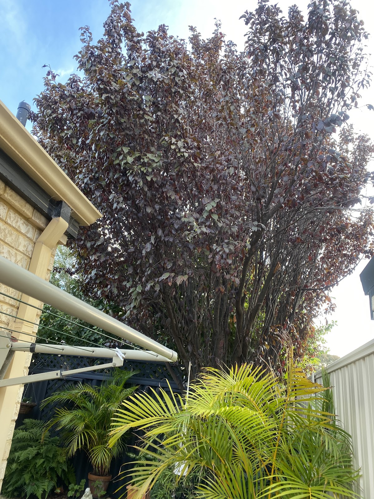 Large leafy tree hanging over a patio before the job