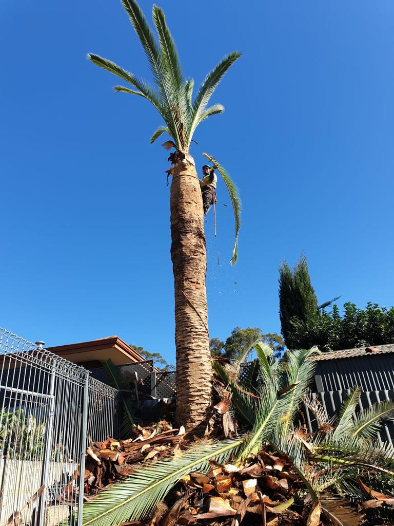 Palm being stripped back in a suburban Perth backyard