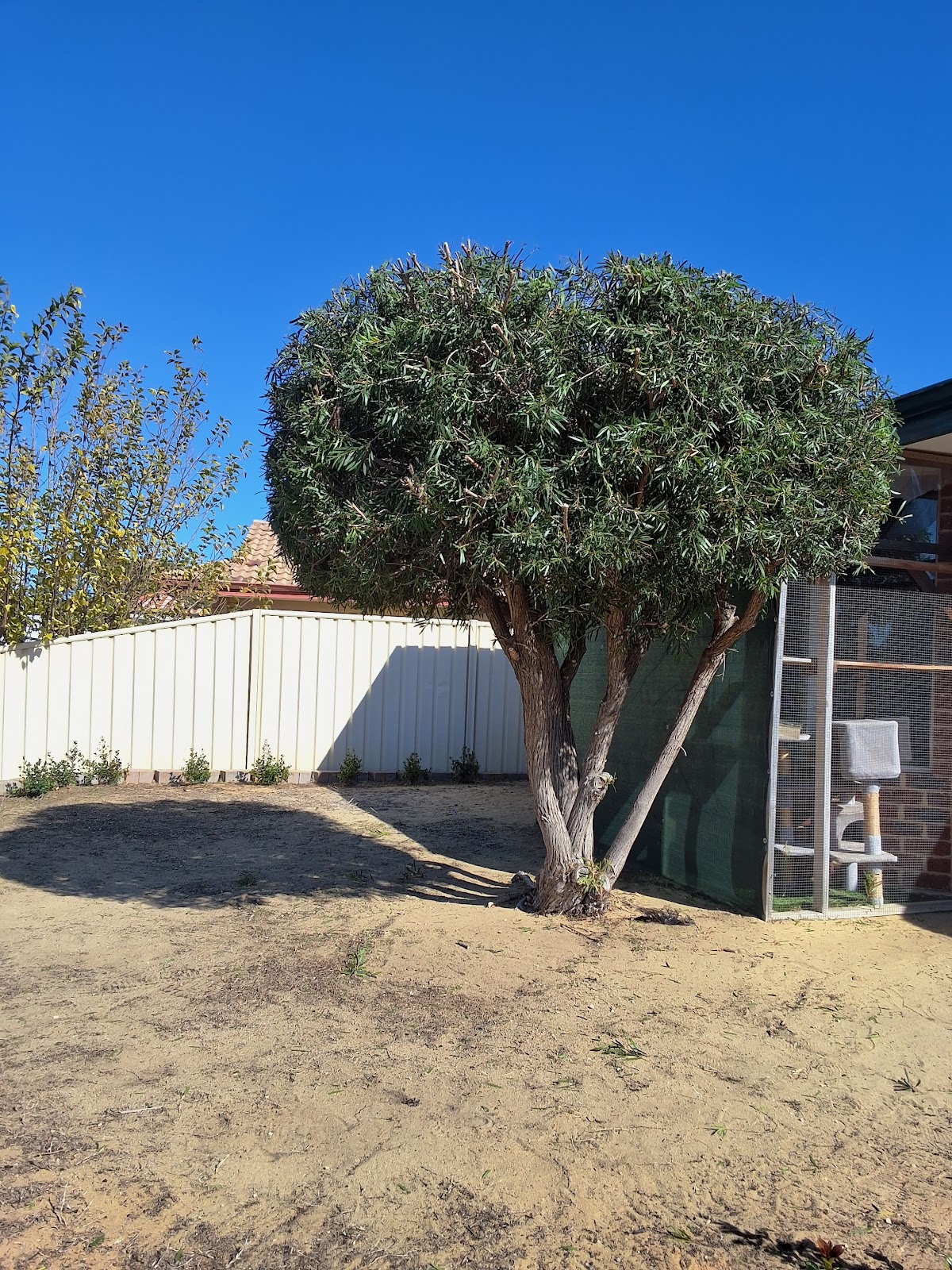 Tree shaped and yard cleared after the job