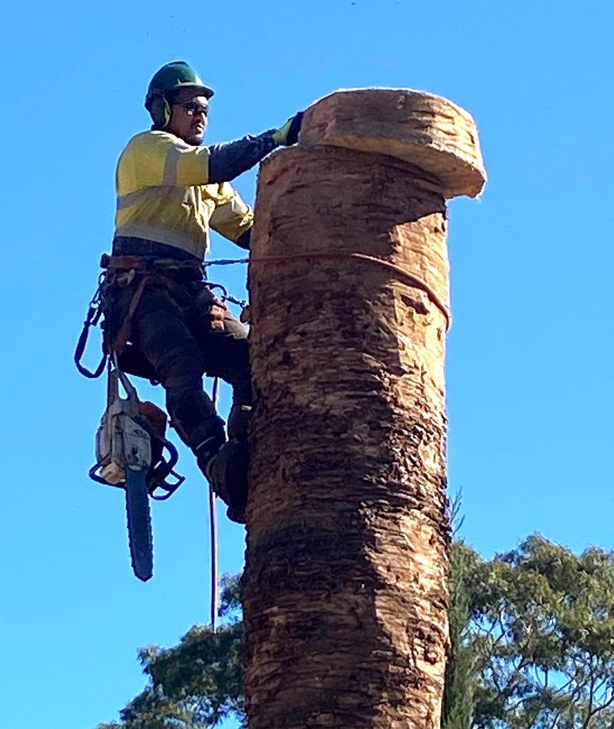 Adam in hi-vis and helmet, roped in and sectioning a palm trunk with a chainsaw