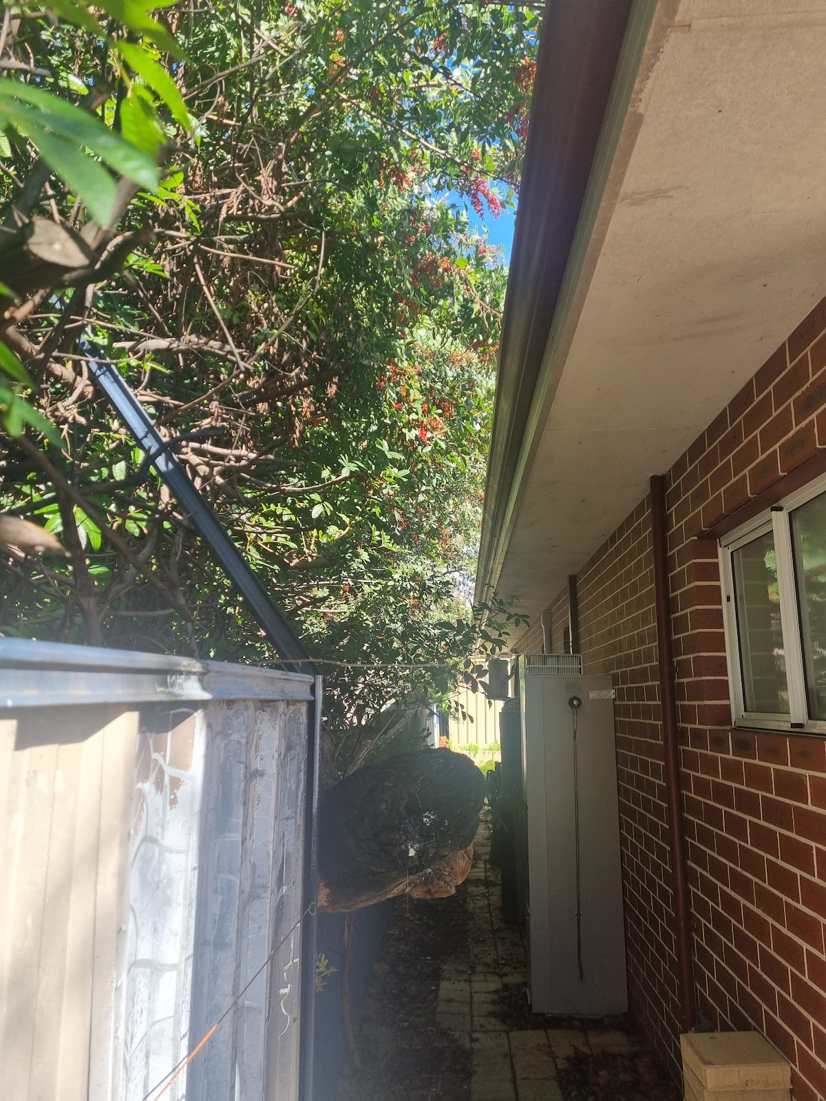 Overgrown tree pressed against a brick house wall before pruning