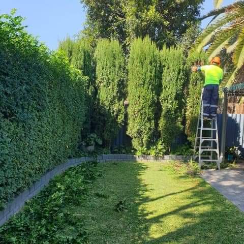 Crew member on a ladder trimming a tall conifer hedge