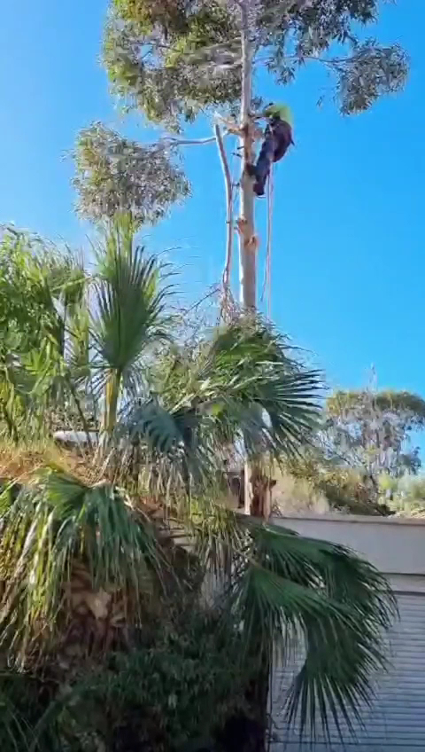 Climber working high in a gum tree above the palms