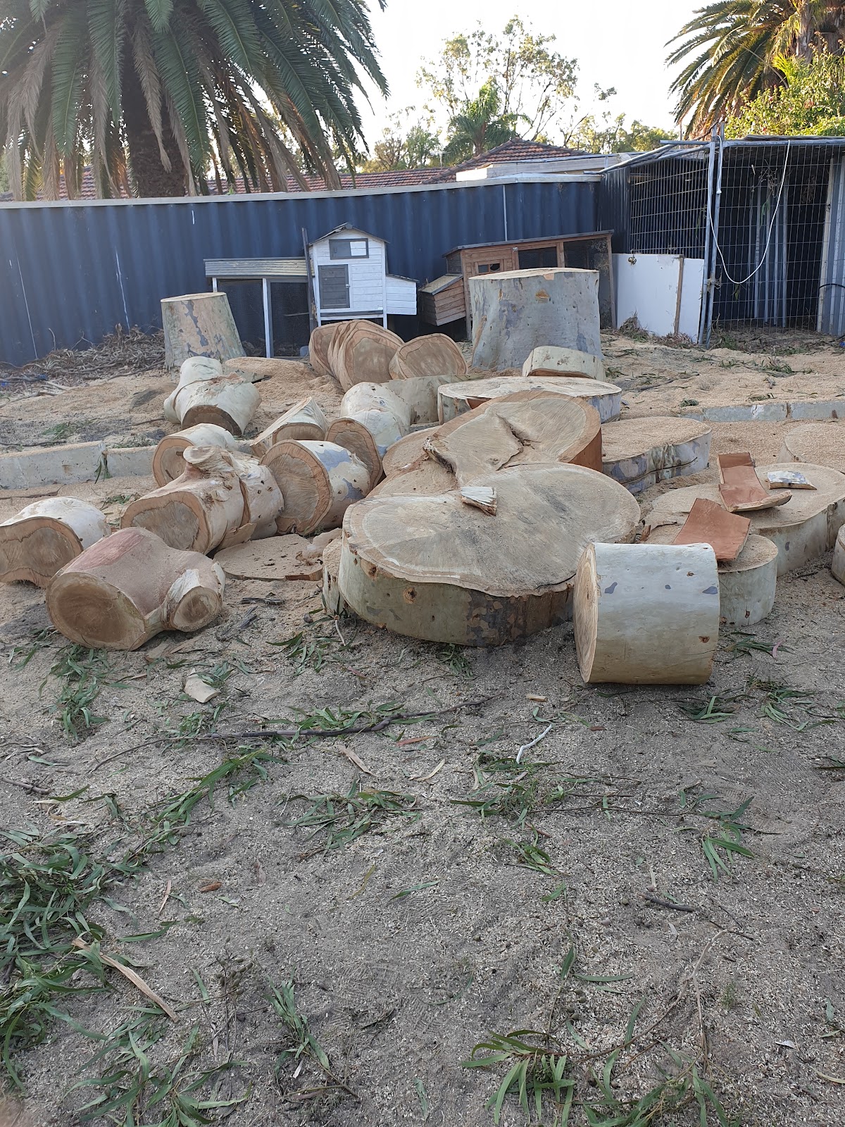 Cut tree rounds stacked in a cleared yard